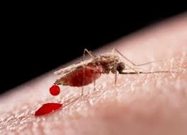 Pera Increíble pañuelo Alergia a los mosquitos | Blogs Quirónsalud