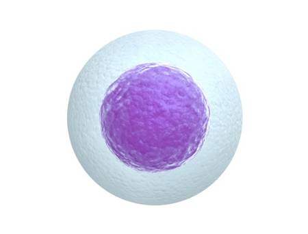 congelacion ovulos