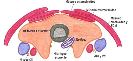 nodulo tiroideo 1