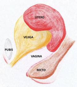 2021 06 29 He notado un bulto en la vagina 1.doc