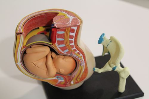 Modelo de feto en útero