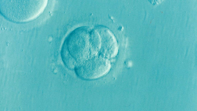 embryo-1514192_640