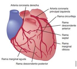 Delgado mil combinar Coronariografia: en qué consiste, cómo y cuándo se realiza. | Blogs  Quirónsalud