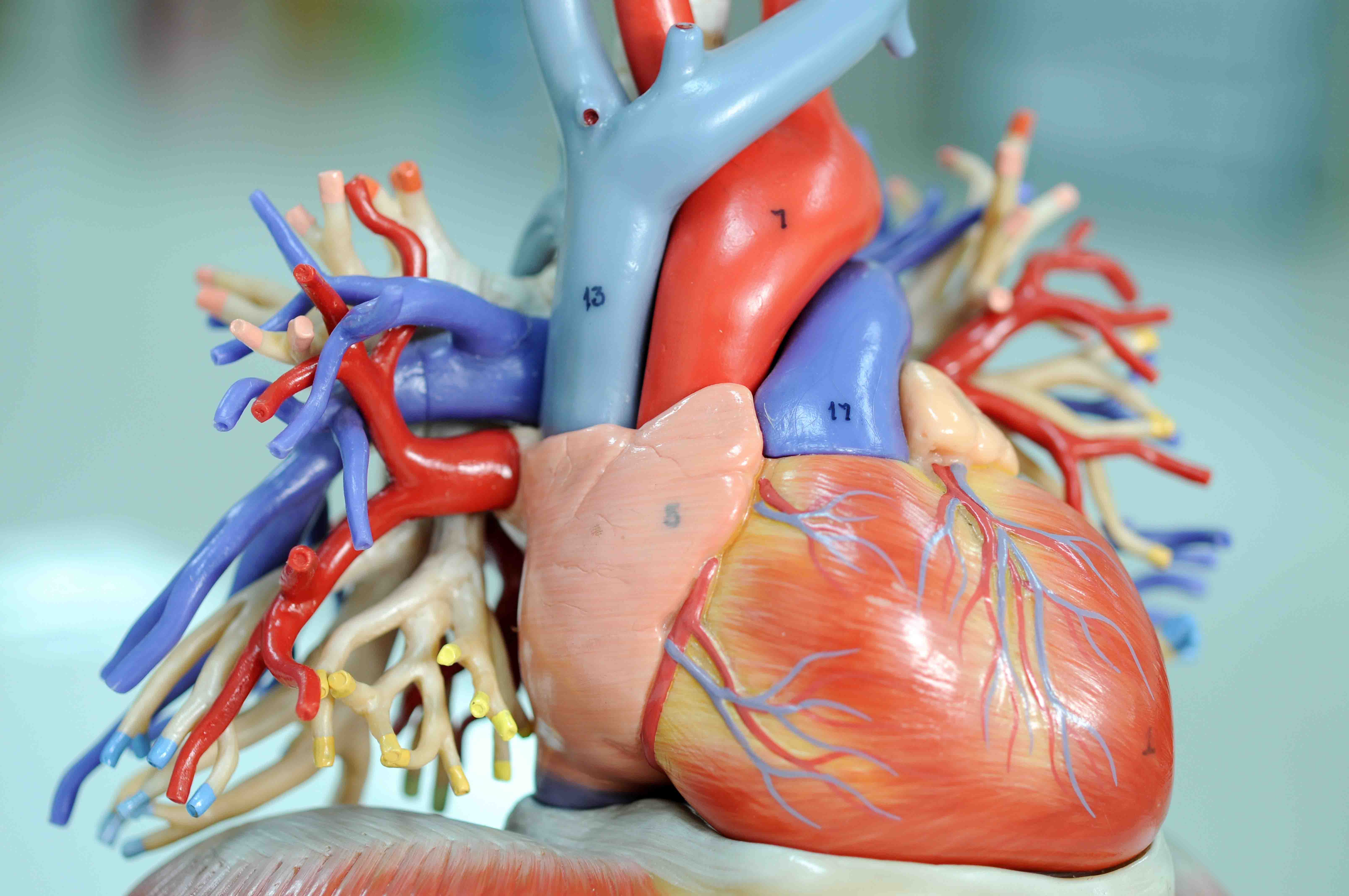 Qué es tener líquido en el corazón y cuáles son sus síntomas | Blogs ...