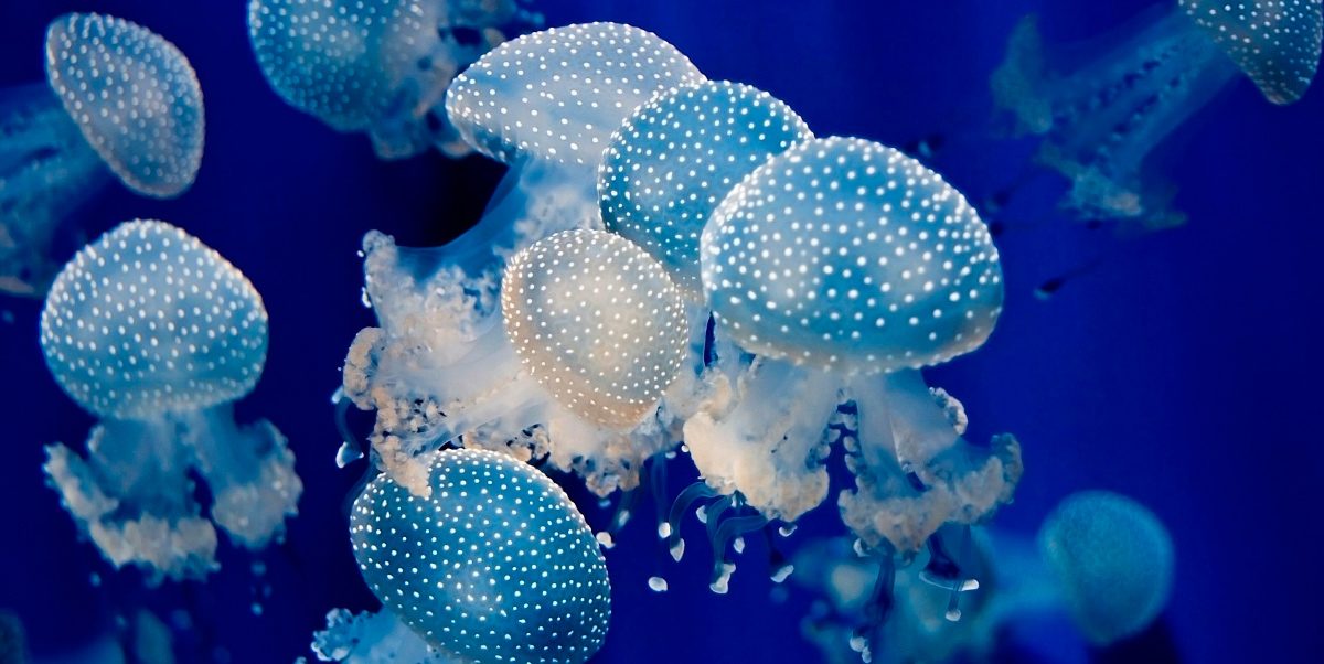 Las picaduras que vienen del mar: medusas | Blogs Quirónsalud