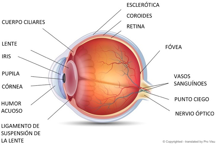 dramático Discriminación sexual consola Anatomía del ojo | Blogs Quirónsalud