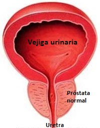 fig-1-Anatomia-de-la-vejiga-prostata-y-uretra
